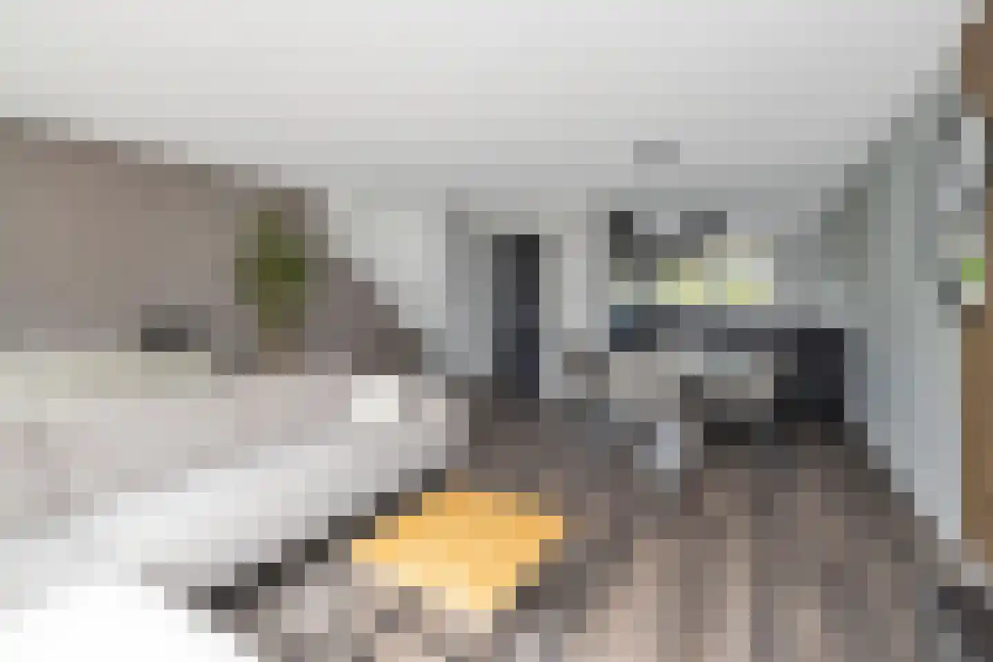 Kaapfeugel 18 Hippolytushoef thumbnail 11