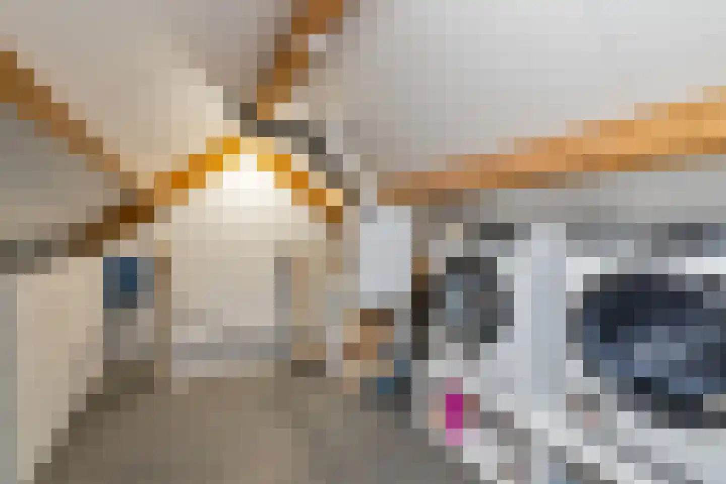 Kaapfeugel 18 Hippolytushoef thumbnail 27