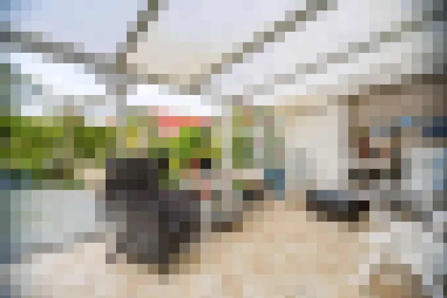 Kaapfeugel 32 Hippolytushoef thumbnail 20