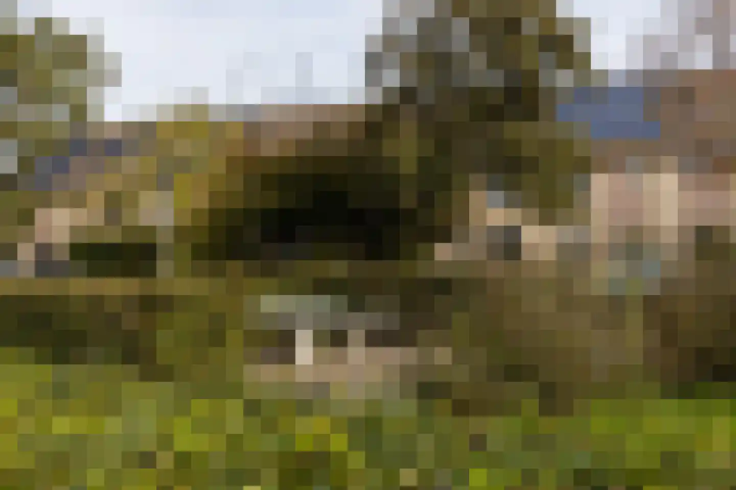 Kaapfeugel 32 Hippolytushoef thumbnail 33