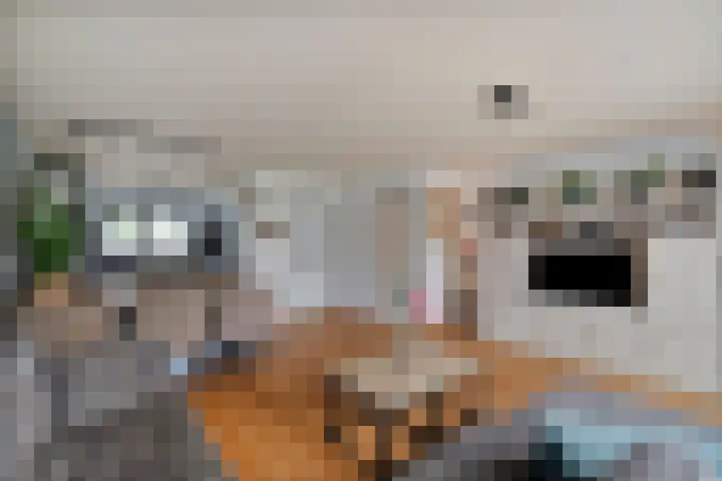 Kaapfeugel 44 Hippolytushoef thumbnail 14