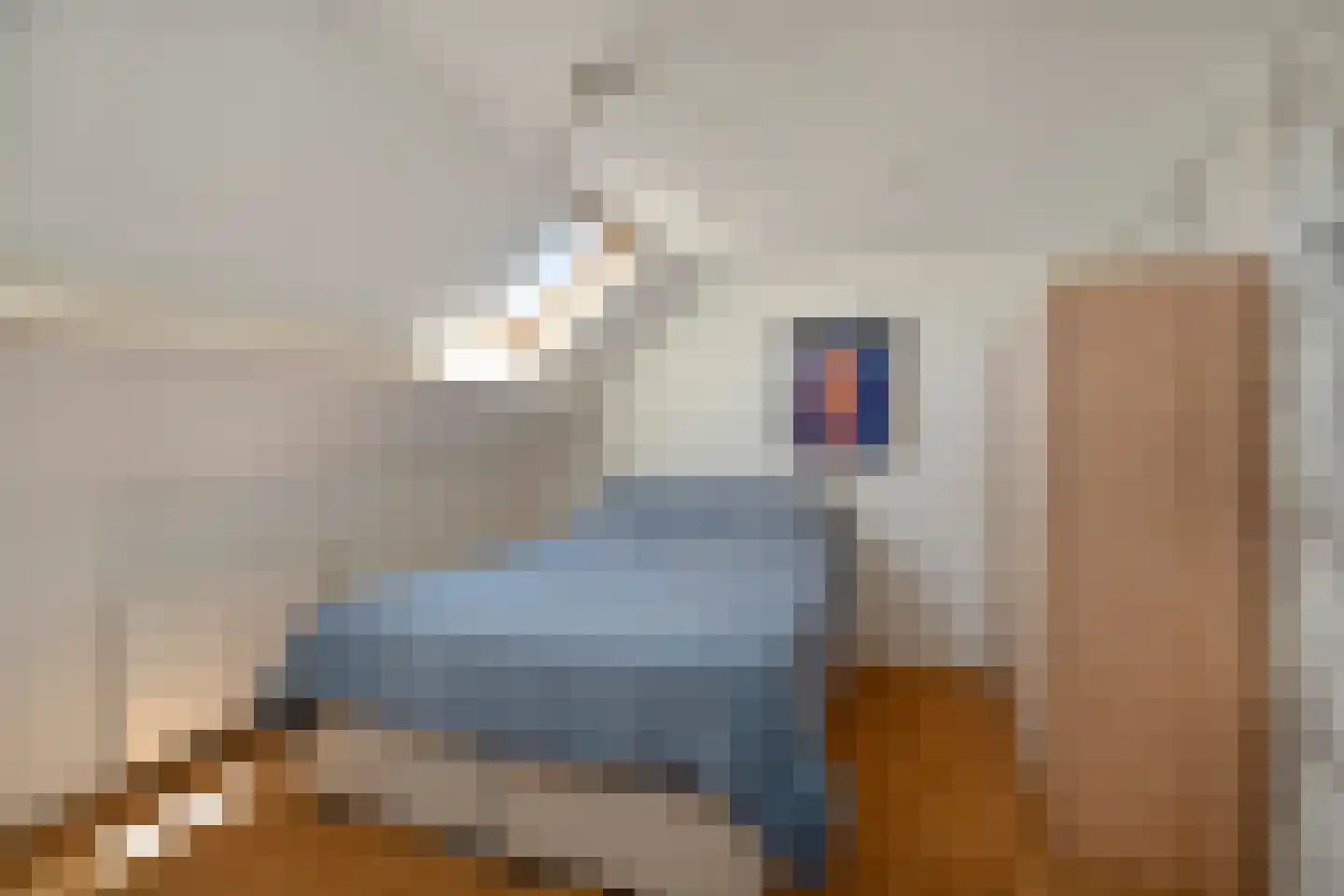 Kaapfeugel 44 Hippolytushoef thumbnail 21
