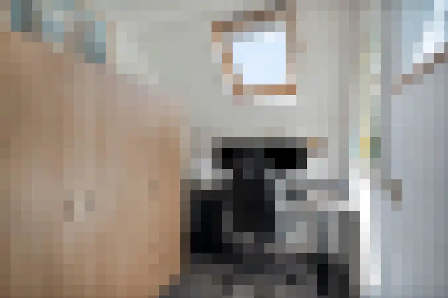 Kaapfeugel 44 Hippolytushoef thumbnail 23