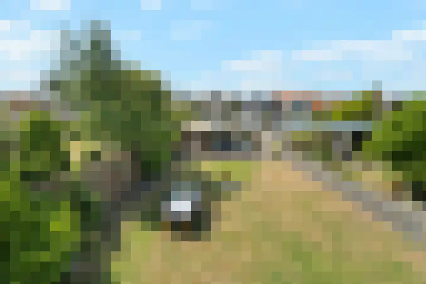 Kaapfeugel 44 Hippolytushoef thumbnail 38
