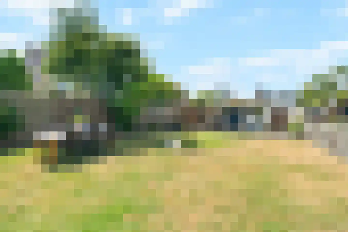 Kaapfeugel 44 Hippolytushoef thumbnail 39