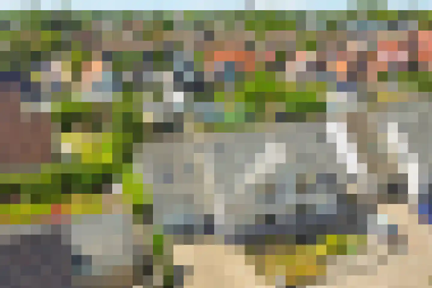Kaapfeugel 44 Hippolytushoef thumbnail 46