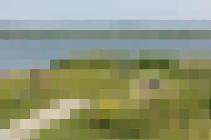 Kaapsduin 46 Zeewolde thumbnail 32