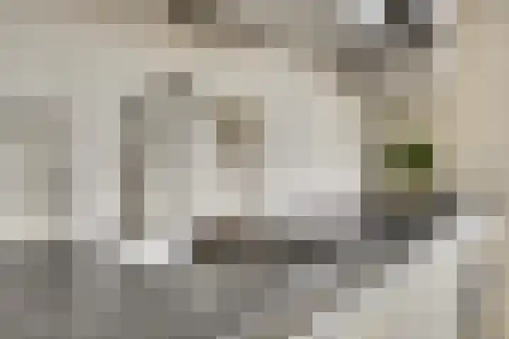 Kaapsduinhof 55 Zeewolde thumbnail 13