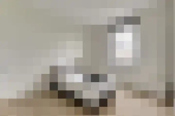 Kaapsduinhof 55 Zeewolde thumbnail 19