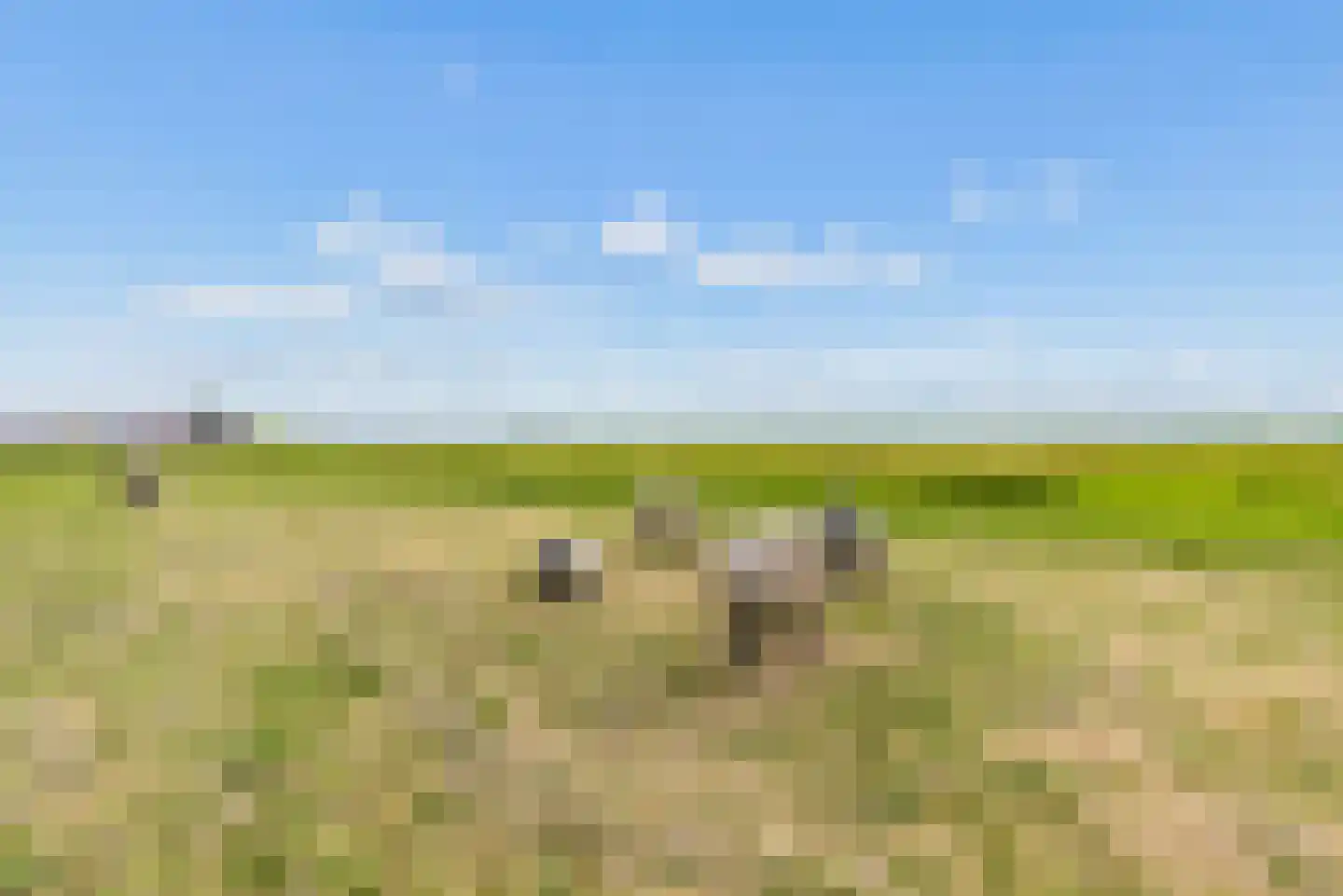 Kaapsduinhof 63 Zeewolde thumbnail 63