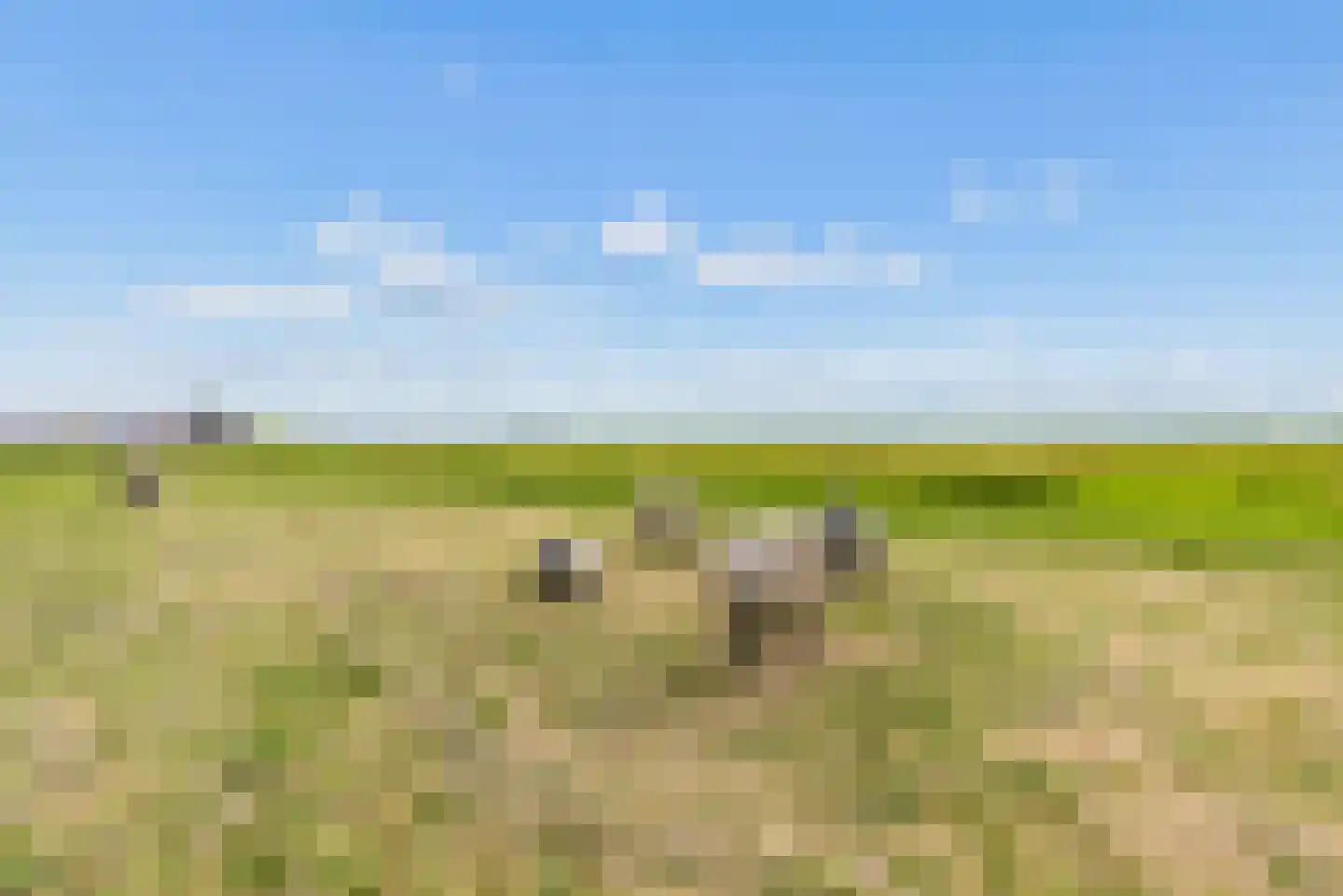 Kaapsduinhof 63 Zeewolde thumbnail 63