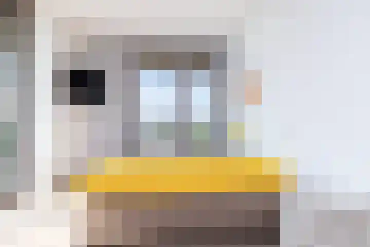 Kaapstander 262 Nijmegen thumbnail 22