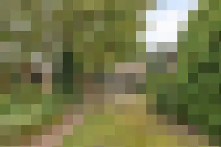 Kaar 14 Riel thumbnail 39