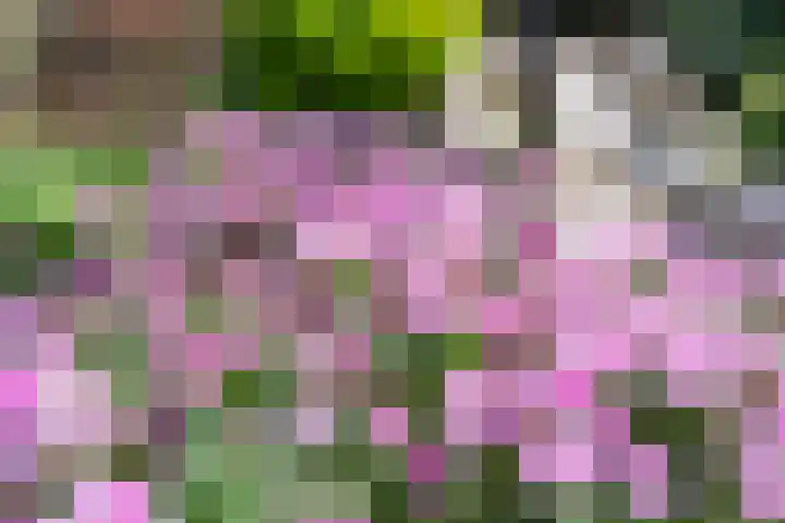 Kaardebol 10 Tiel thumbnail 37