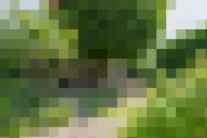 Kaardebol 10 Tiel thumbnail 41