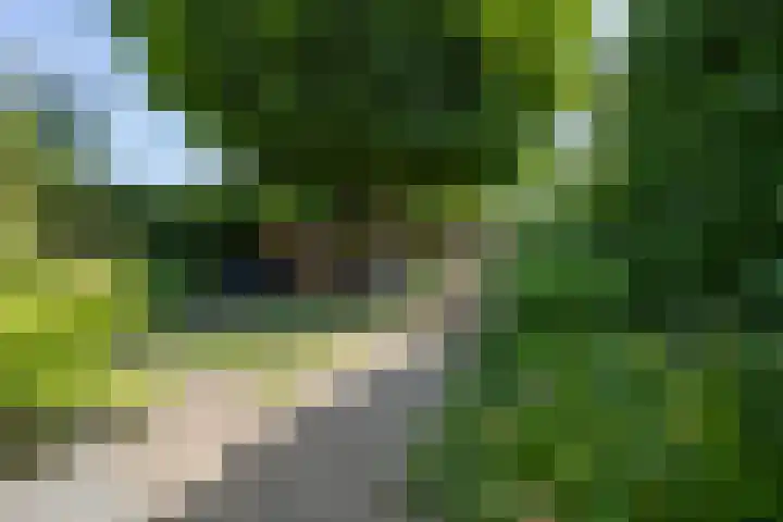 Kaardebol 10 Tiel thumbnail 42