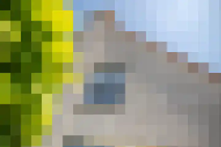 Kaardebol 10 Tiel thumbnail 7