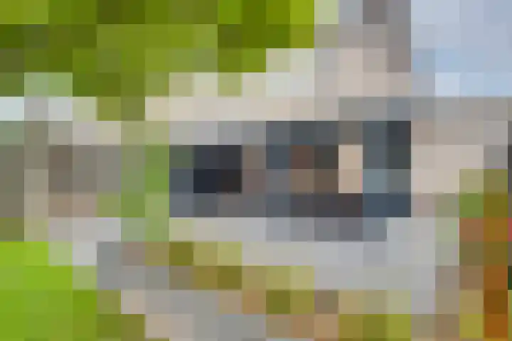 Kaardebol 8 Venray thumbnail 39