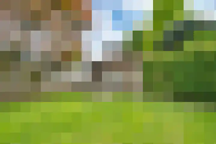 Kaardebol 8 Venray thumbnail 46