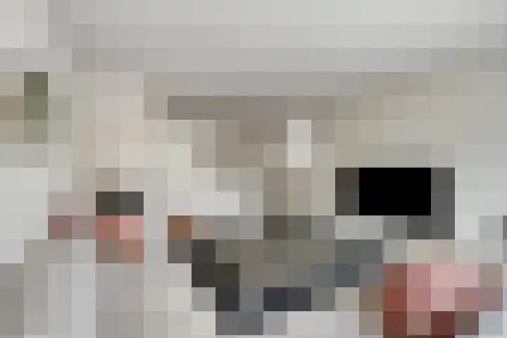 Kaarder 22 Hoorn thumbnail 8