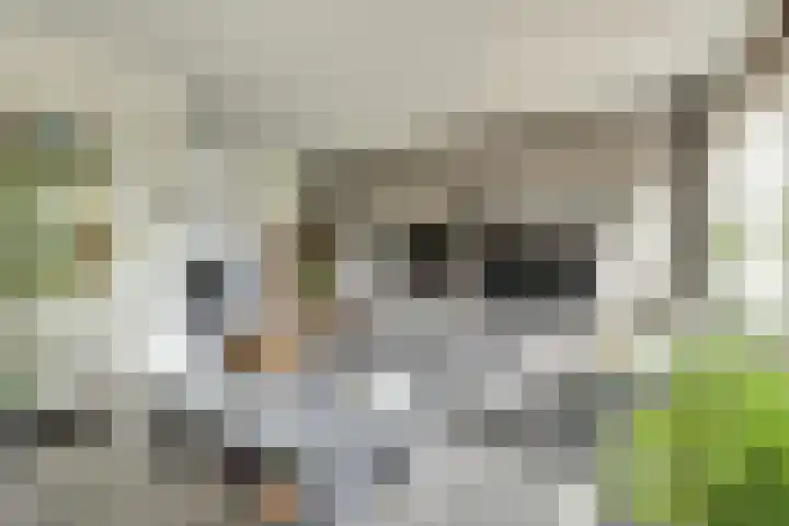 Kaasjeskruid 5 Amersfoort thumbnail 12