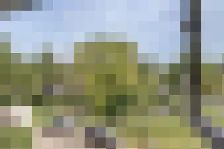 Kaasjeskruid 5 Amersfoort thumbnail 29