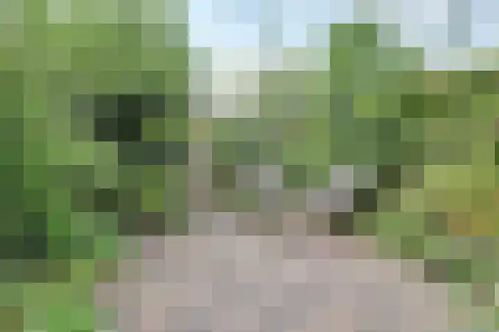Kaasjeskruid 5 Amersfoort thumbnail 34