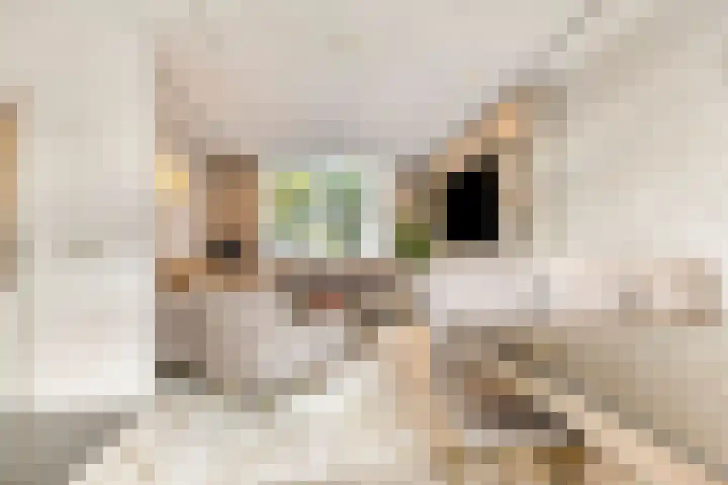 Kaasjeskruidweg 9 Zaandam thumbnail 4