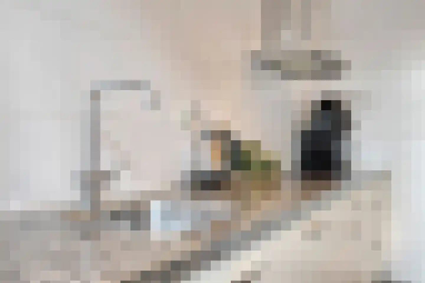 Kaasjeskruidweg 9 Zaandam thumbnail 9