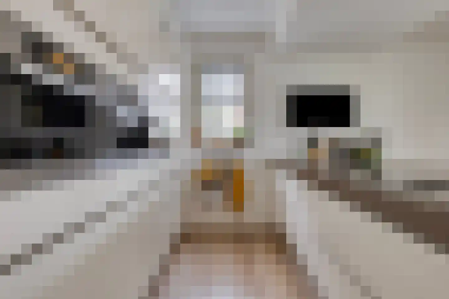 Kaatje Mollaan 9 Hekelingen thumbnail 27