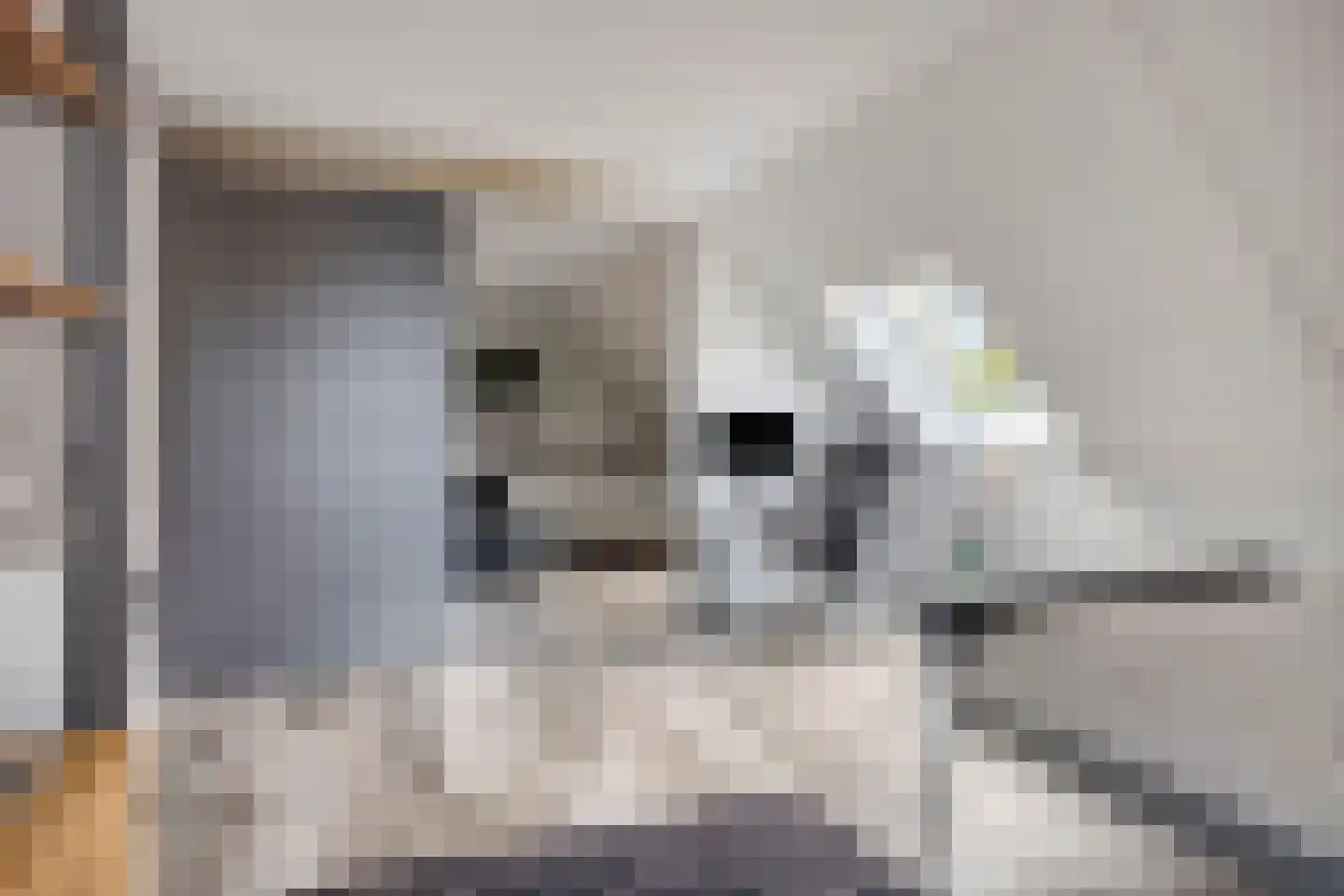 Kabeljauw 16 Schagen thumbnail 29