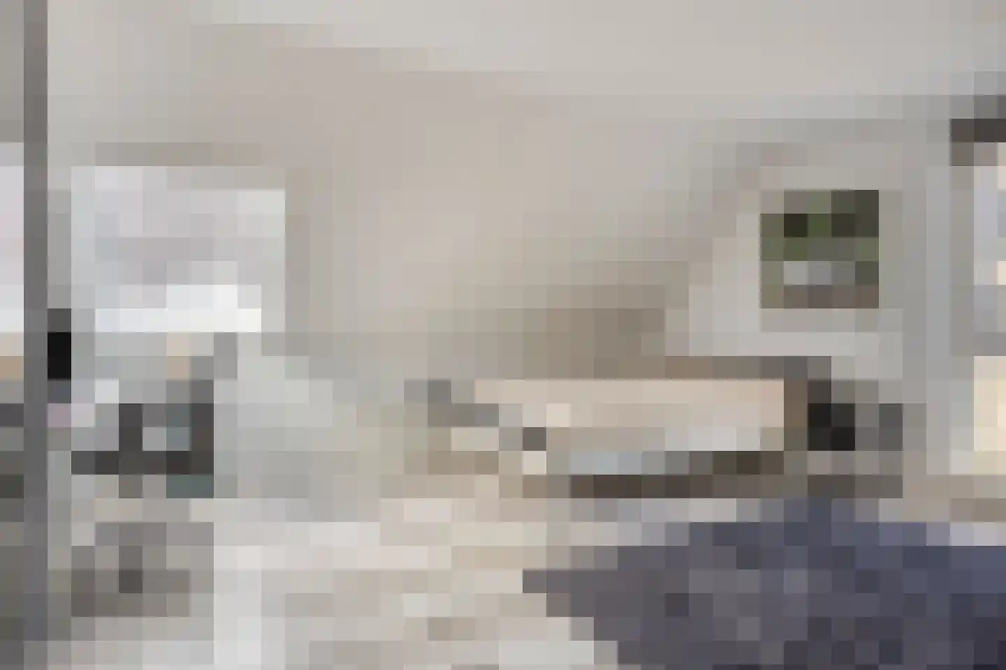 Kabeljauw 16 Schagen thumbnail 31