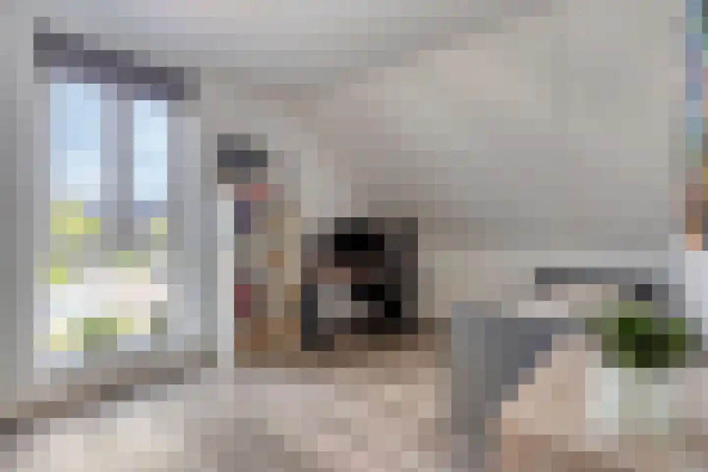 Kabeljauw 16 Schagen thumbnail 32