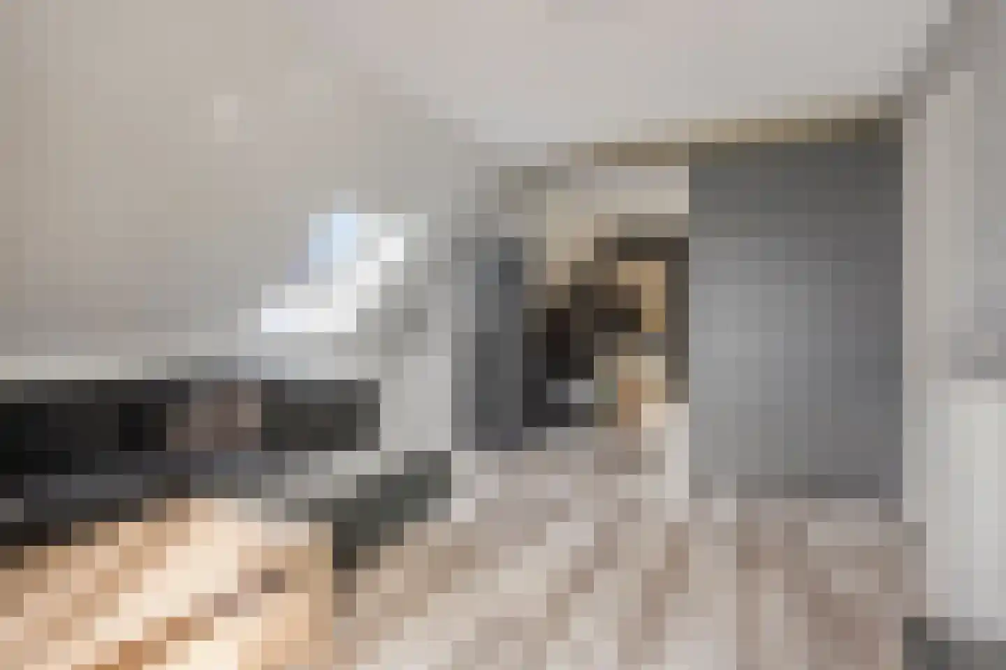 Kabeljauw 16 Schagen thumbnail 33