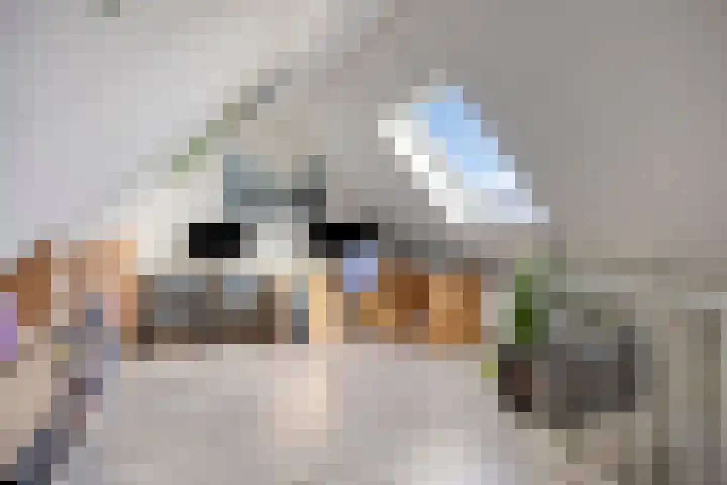 Kabeljauw 16 Schagen thumbnail 35