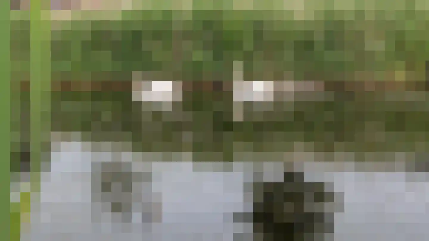 Kabeljauw 16 Schagen thumbnail 56