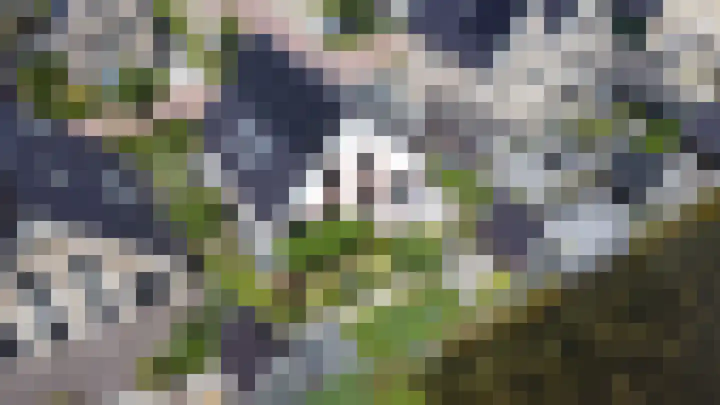Kabeljauw 16 Schagen thumbnail 8