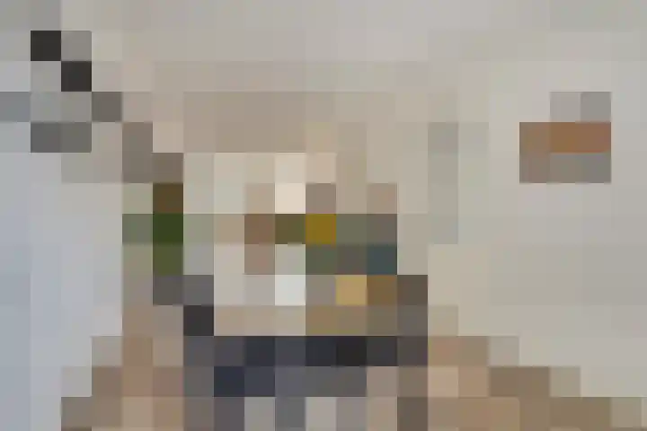 Kabeljauw 22 Schagen thumbnail 12