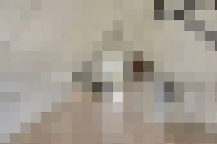 Kabeljauw 22 Schagen thumbnail 32