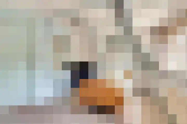 Kadal 10 St.-Jacobiparochie thumbnail 27