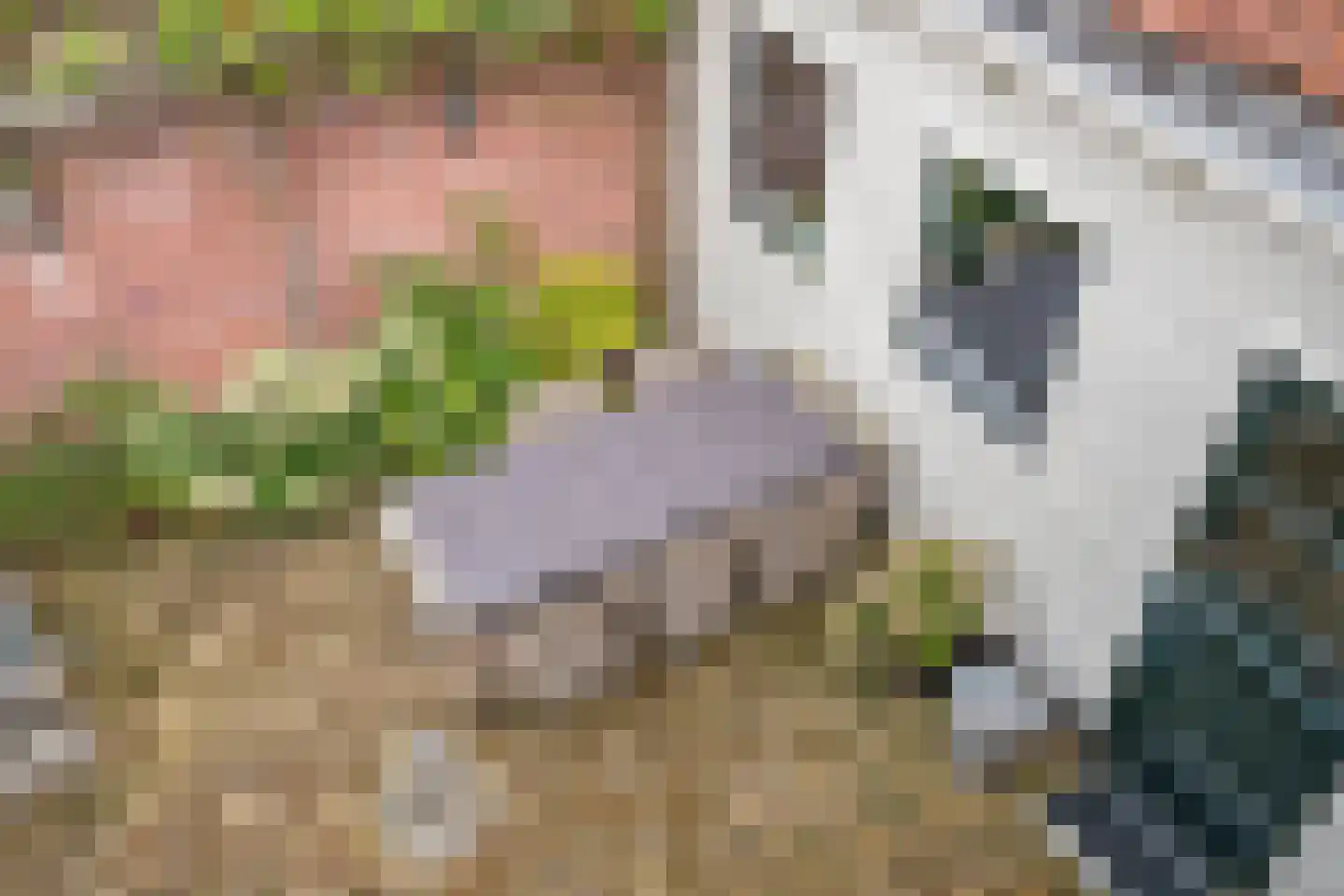 Kade 2 Piershil thumbnail 45