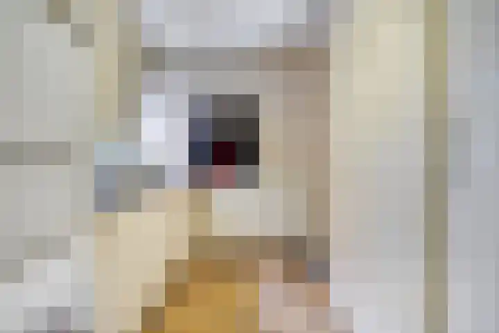 Kade 8 Piershil thumbnail 21
