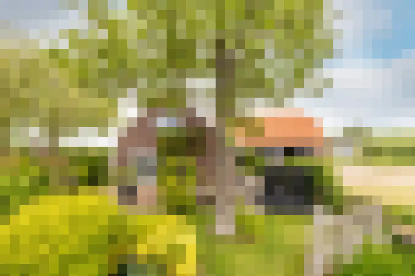 Kade 9 Tinte foto 2