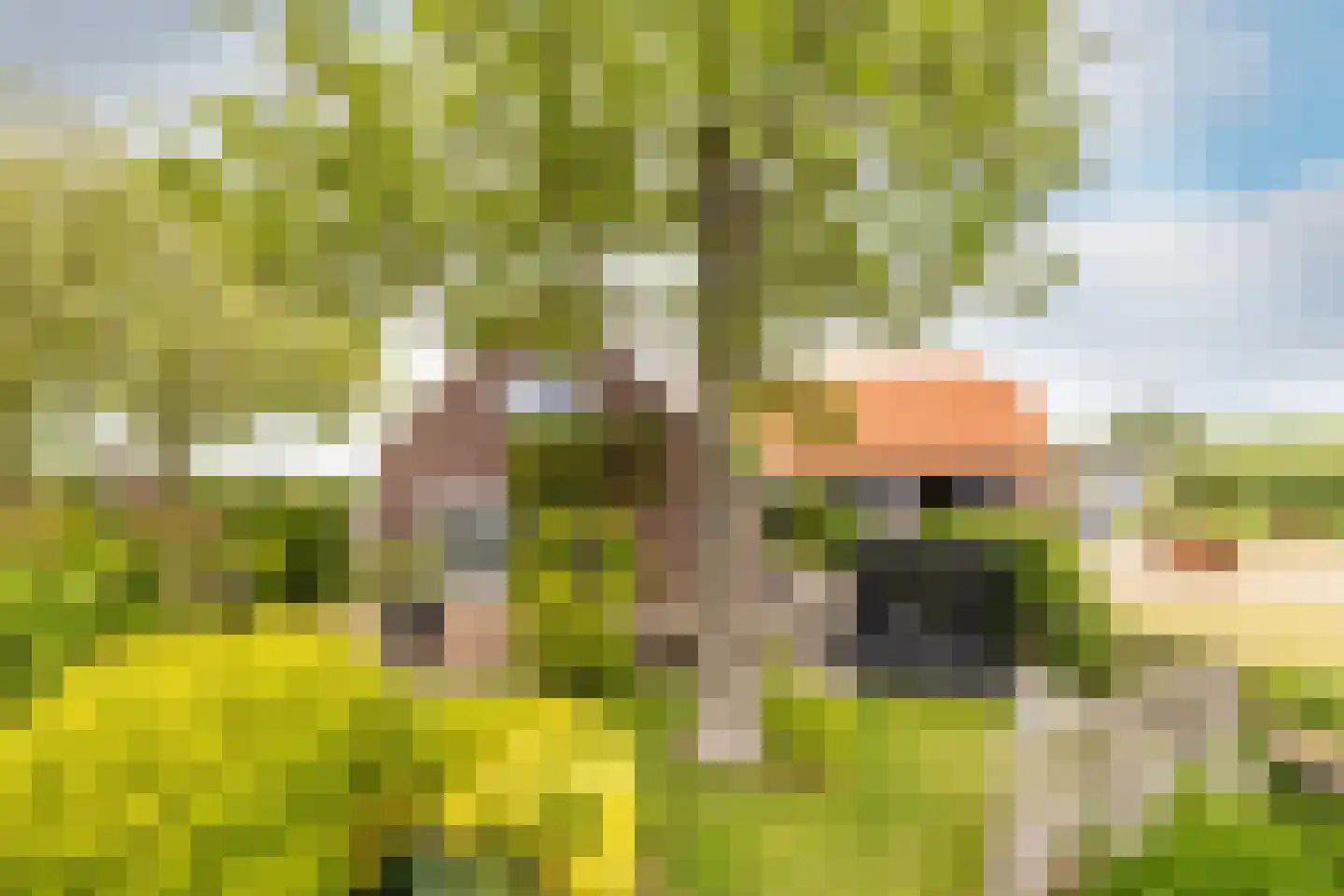 Kade 9 Tinte foto 2