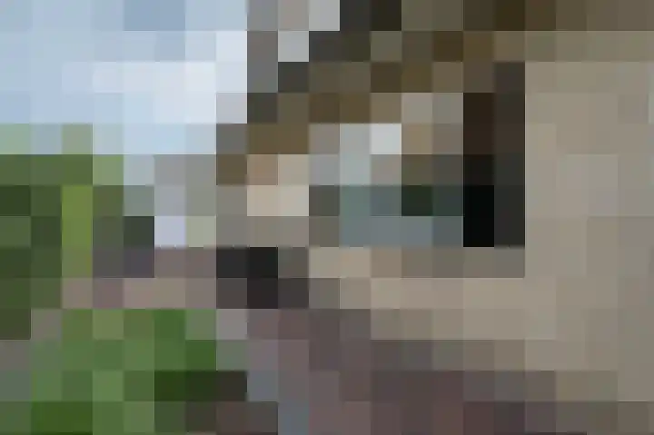 Kadeweg 37 Middelharnis thumbnail 32