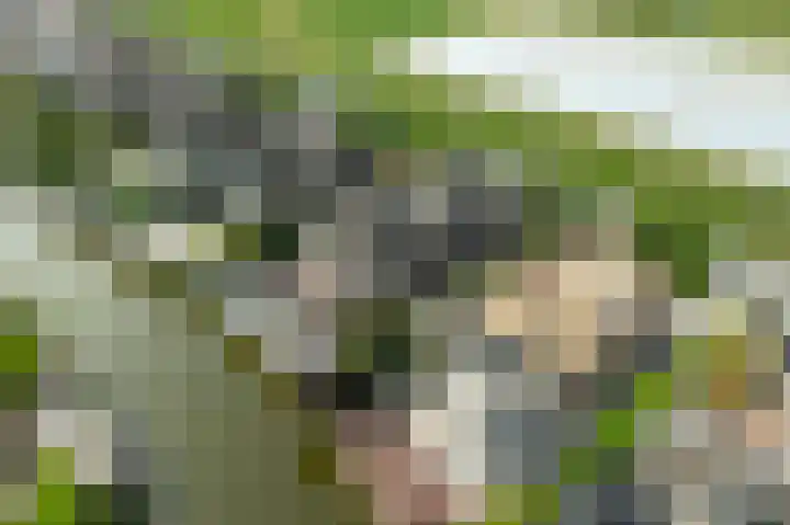 Kadeweg 37 Middelharnis thumbnail 42