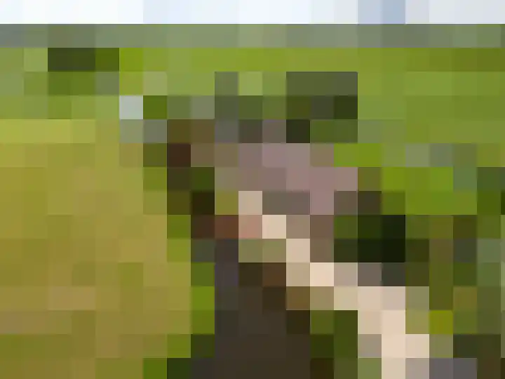 Kadijk 12 Bergambacht thumbnail 31