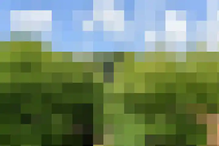 Kadoelerbos 68 Zoetermeer thumbnail 29