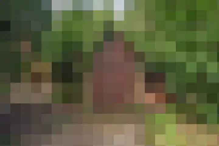 Kagelinkbosweg 12 Diepenheim thumbnail 15