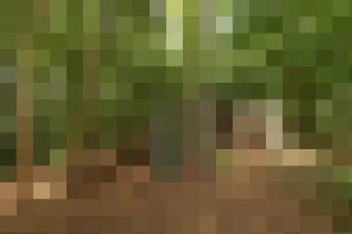 Kagelinkbosweg 12 Diepenheim thumbnail 19